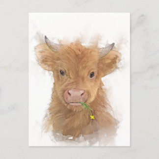 Postal Retrato de ternera de vaca Highland