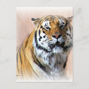 Postal Retrato de tigres
