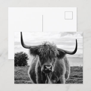 Postal Retrato de toro