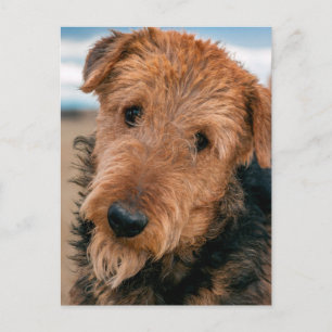 Postal Retrato de un Airedale Terrier