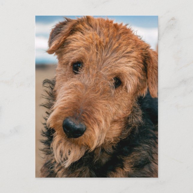 Postal Retrato de un Airedale Terrier (Anverso)