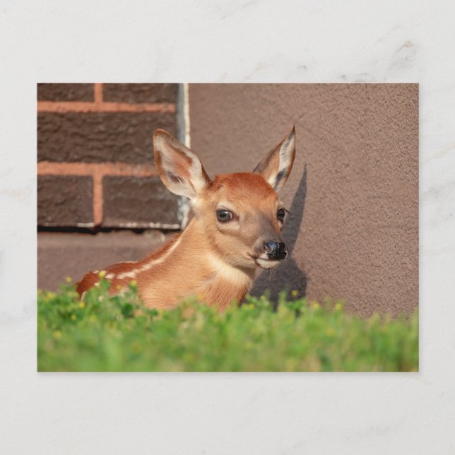 Postal Retrato de un alba (ciervo de cola blanca) (Anverso)