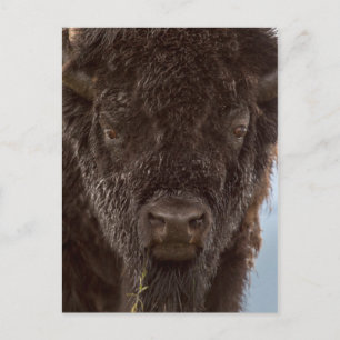 Postal Retrato de un bisonte macho bajo la lluvia