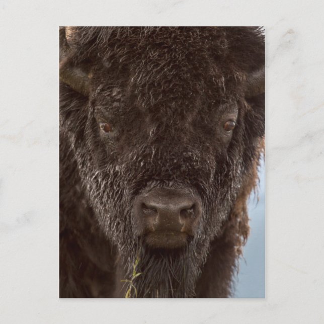 Postal Retrato de un bisonte macho bajo la lluvia (Anverso)