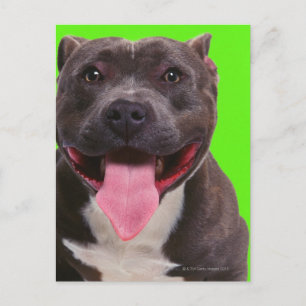 Postal retrato de un bulldog