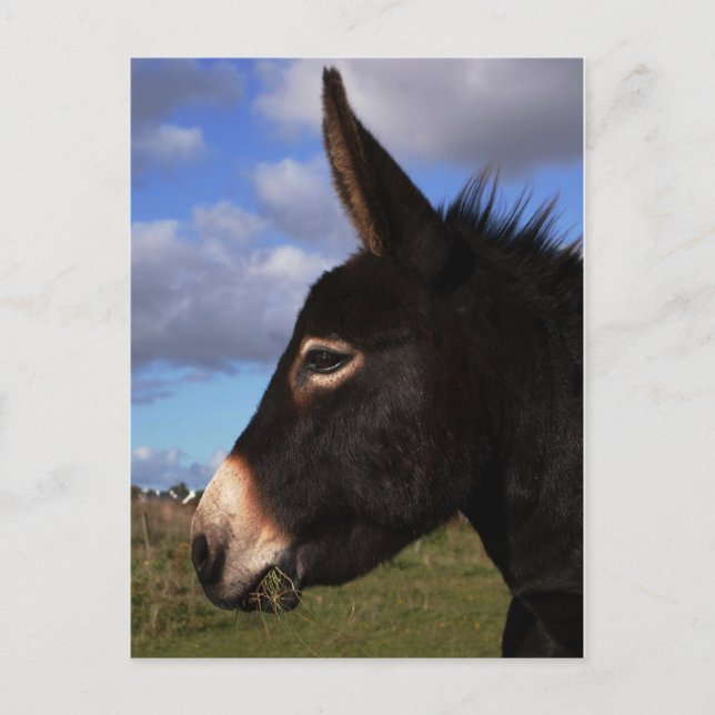 Postal Retrato de un burro (Anverso)