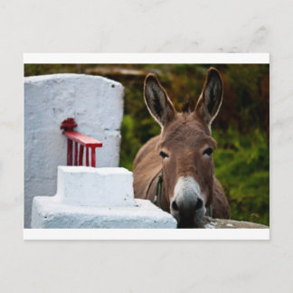 Postal Retrato de un burro en Irlanda
