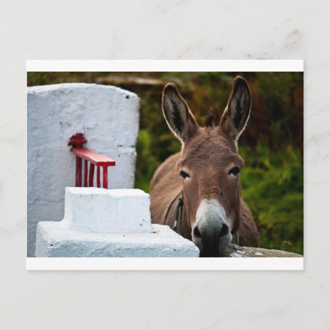 Postal Retrato de un burro en Irlanda (Anverso)