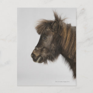 Postal retrato de un caballo