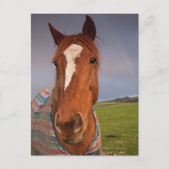 Postal Retrato De Un Caballo Con Un Arcoiris En El Cielo (Anverso)