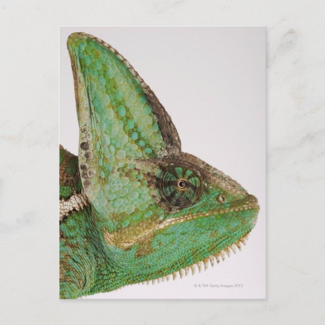 Postal Retrato de un camaleón yemení de colores audaces (Anverso)