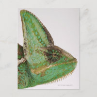 Retrato de un camaleón yemení de colores audaces