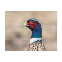 Retrato de un faisán