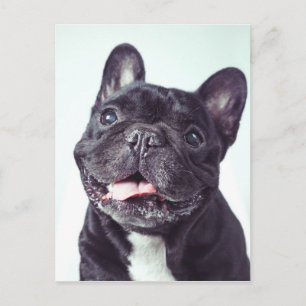 Postal Retrato de un feliz Bulldog francés