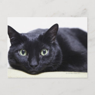 Postal Retrato de un gato