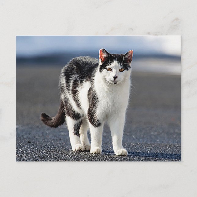 Postal Retrato de un gato (Anverso)