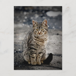 Postal Retrato de un gato