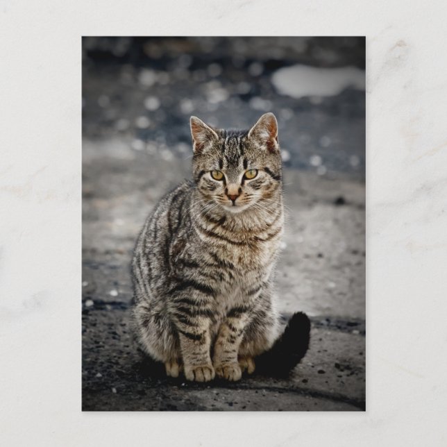 Postal Retrato de un gato (Anverso)