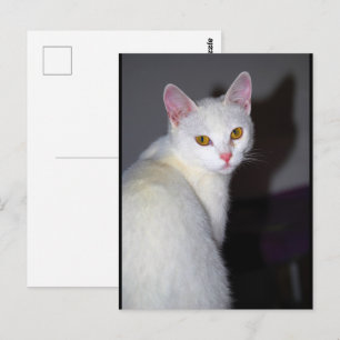 Postal Retrato de un gato blanco