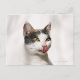 Postal Retrato de un gato blanco lamiendo