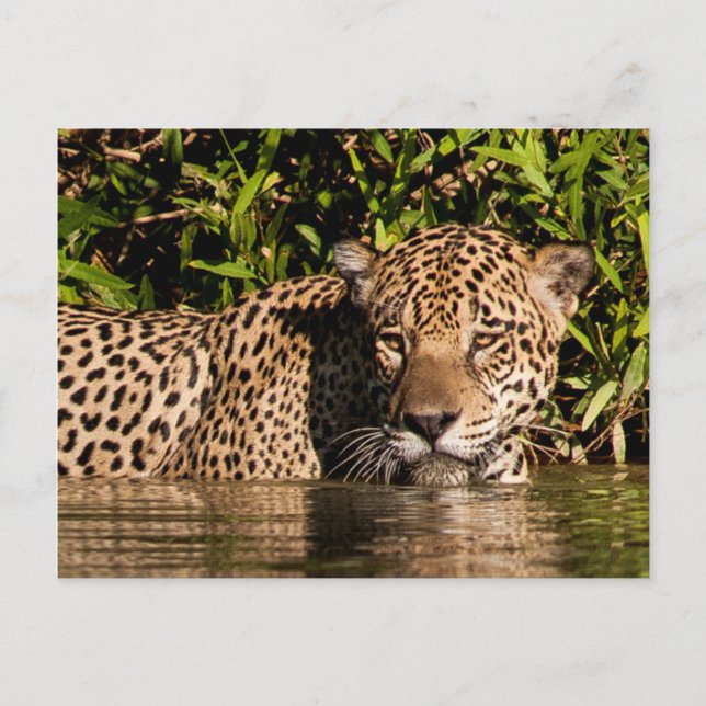 Postal Retrato de un jaguar nadando (Anverso)