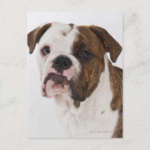 Postal Retrato de un lindo Bulldog de cachorro