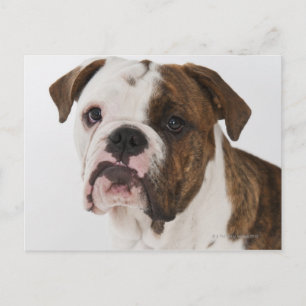 Postal Retrato de un lindo bulldog de cachorro
