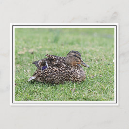 Postal Retrato de un mallard femenino