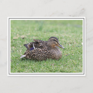 Postal Retrato de un mallard femenino
