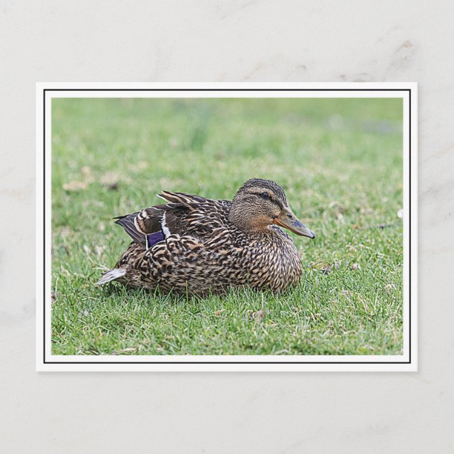 Postal Retrato de un mallard femenino (Anverso)