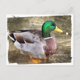 Postal Retrato de un mallard masculino