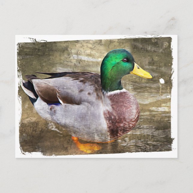Postal Retrato de un mallard masculino (Anverso)