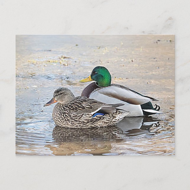 Postal Retrato de un mallard masculino y femenino (Anverso)