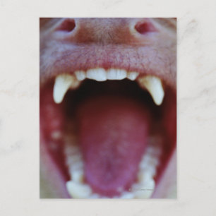 Postal Retrato de un mono capuchino de tracción blanca
