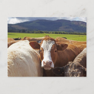 Postal Retrato de un par de vacas en el campo