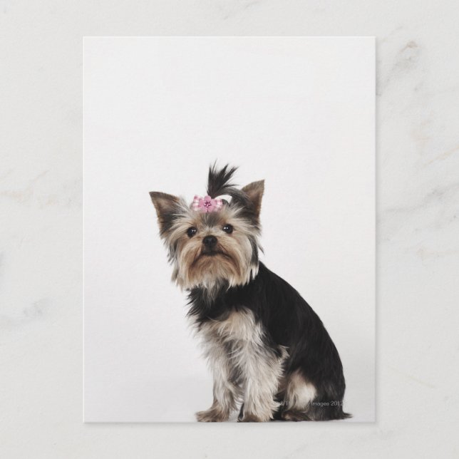 Postal Retrato de un perro de Yorkshire Terrier (Anverso)