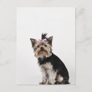 Postal Retrato de un perro de Yorkshire Terrier