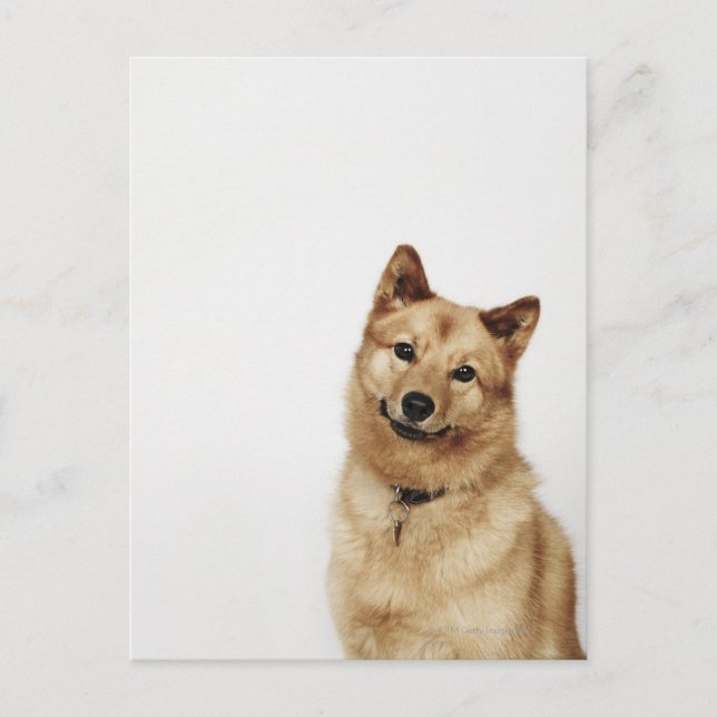 Postal Retrato de un perro finlandés de Spitz sonriendo (Anverso)