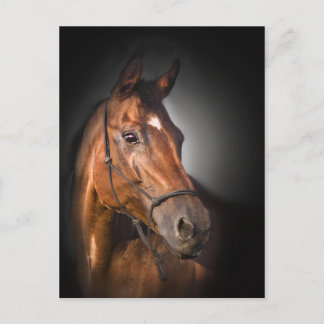 Postal Retrato de un pura sangre de la bahía