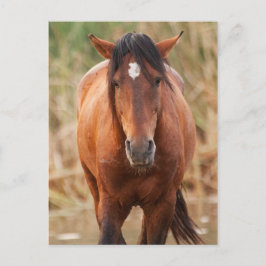 Postal Retrato de un salvaje Mustang