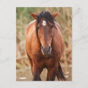 Postal Retrato de un salvaje Mustang