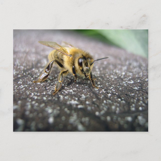 Postal Retrato de una abeja de la miel (Anverso)