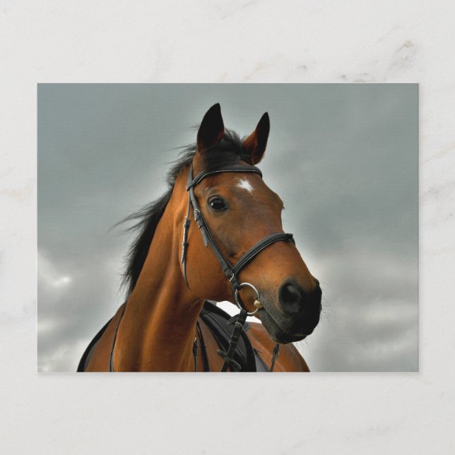 Postal Retrato de una bahía pura (Anverso)