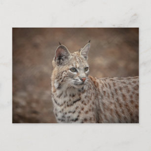 Postal Retrato de una Bobcat