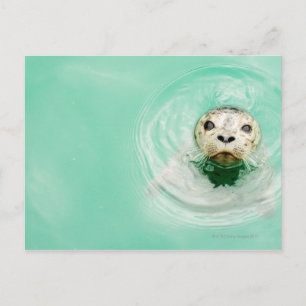 Postal Retrato de una foca en el agua