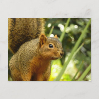 Postal Retrato de una fotografía animal de la naturaleza 