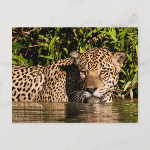 Postal Retrato de una natación jaguar