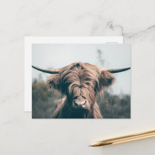 Postal retrato de vaca de las tierras altas
