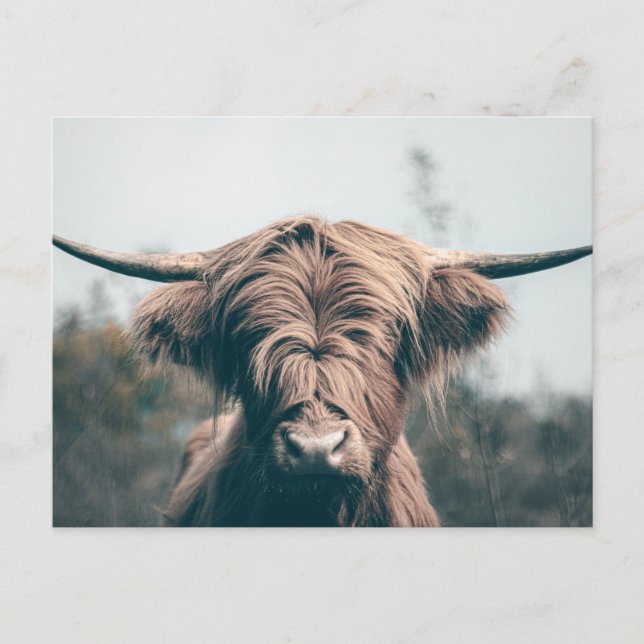Postal Retrato de vaca Highland (Anverso)