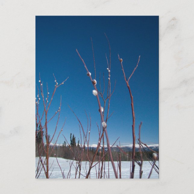 Postal Retrato de Willow Catkin (Anverso)